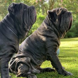 Neapolitan Mastiffs from Caledonia Mastini