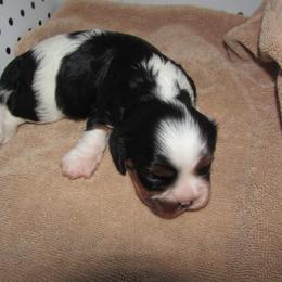 Male - Tri-color male Cavalier King Charles Spaniel puppy in Harvard, Illinois from Lori's Cavalier King Charles Spaniels & Dachshunds
