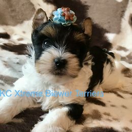 Xtreme Handsome Boy - Black tan and white male Biewer Terrier puppy in Jonestown, Pennsylvania from AKC Xtreme Biewer Terriers...
