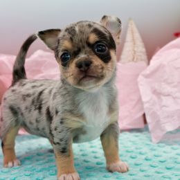 Micaela - Merle female Chihuahua puppy in Raleigh, North Carolina from Fiddlefigg Chihuahuas