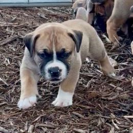 Ax Red Collar - Irish marked male Boerboel puppy in Florida from CLAD Guard Boerboels