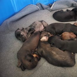 Dachshund Puppies from Harris Hugs and Wiener Wiggles