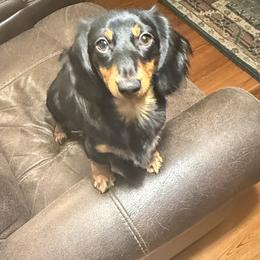 Dachshund Puppies from Barks and Burrows