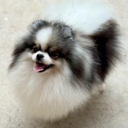 Dutchess - Pomeranian