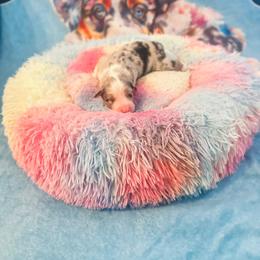 Valentino - Blue merle male Australian Shepherd puppy in Williston, Florida from Over The Rainbow Aussies