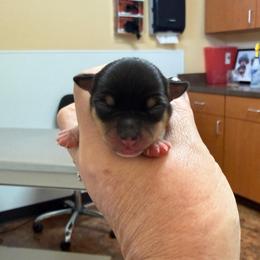 Girl C - White black and tan female Toy Fox Terrier puppy in Clermont, Florida from Debbie Hiles's Toy Fox Terriers