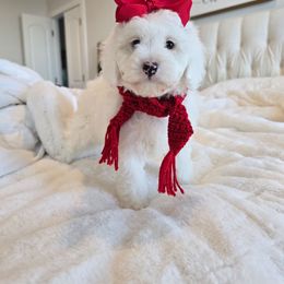 Dove - White female Cavapoo puppy in Fordland, Missouri from K&K's Puppy Kingdom
