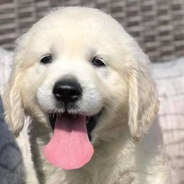 Golden Retrievers from Legendary Summer Goldens