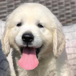 Golden Retrievers from Legendary Summer Goldens