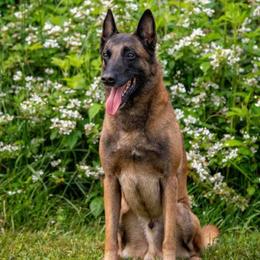 Blitzen - Belgian Malinois