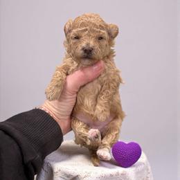 Poodle Puppies from KC Poodles of PA