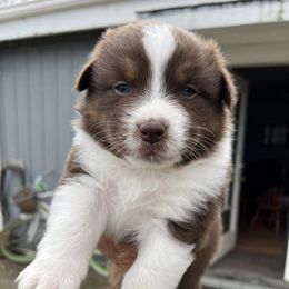 Australian Shepherd Puppies from Winchester Aussies