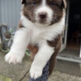 Australian Shepherd Puppies from Winchester Aussies