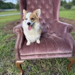 V - Pembroke Welsh Corgi