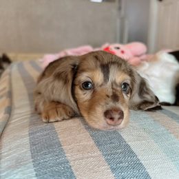 Dachshund Puppies from Dachshundly Perfect