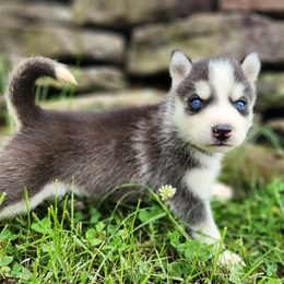 Boy 4 - Black and white male Siberian Husky puppy in Jonesboro, Arkansas from L & A Animal House Siberian Huskies