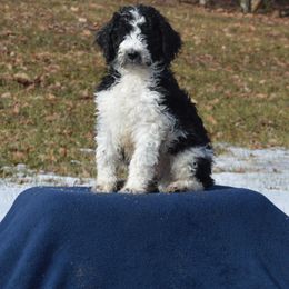 Goldendoodle Puppies from Happy Valley Doodles