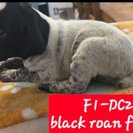 Red - Black roan female German Shorthaired Pointer puppy in Dahlonega, Georgia from Pointer Mountain Bird Dogs