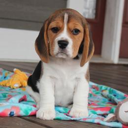Jaclyn - Black tan and white female Beagle puppy in Morrill, Kansas from Kelle Beagles