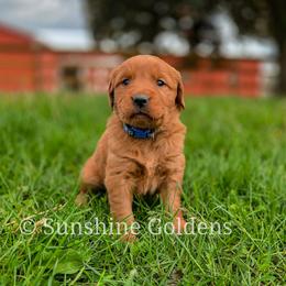 Lavender - Dark golden female Golden Retriever puppy in Brookston, Indiana from Sunshine Goldens