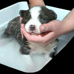 Pebble - Blue male Border Collie puppy in Cedar Springs, Michigan from Lyncroft Border Collies