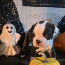 Ruby - Black brindle and white female Boston Terrier puppy in Kingsport, Tennessee from Irish Heart Bostons