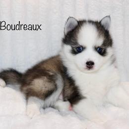 Boudreaux - Black and white male Pomsky puppy in Denham Springs, Louisiana from Bayouland Pomskies