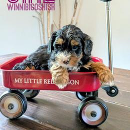 Winnibigoshish - Tri-color female Bernedoodle puppy in Cambridge, Minnesota from Country Meadow Doodles