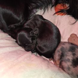 Dachshund Puppies from Mini Dachshund Loves
