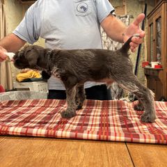 Boy 1 - Roan male Deutsch-Drahthaar puppy in Cook, Nebraska from Vom Cornerstone Deutsch Drahthaars