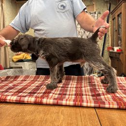 Boy 1 - Roan male Deutsch-Drahthaar puppy in Cook, Nebraska from Vom Cornerstone Deutsch Drahthaars
