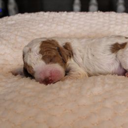 Groopert - Parti male Goldendoodle puppy in Warsaw, Ohio from Lovabledoodles