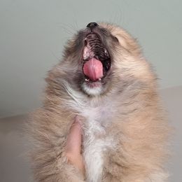 Pomeranian Puppies from Wisco Poms