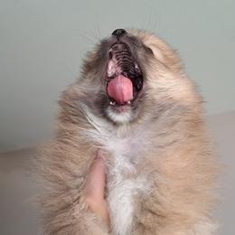Pomeranian Puppies from Wisco Poms