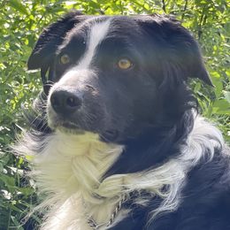 Ben - Border Collie