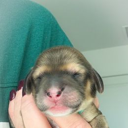 Dachshund Puppies from Tucson Dachshund Co.