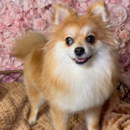 Muffins - Pomeranian