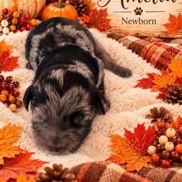 Amelia - Merle female Goldendoodle puppy in North Branch, Michigan from Graceful Miniature Goldendoodles