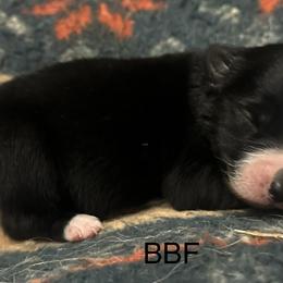 Australian Shepherd, Dachshund, and Jack Russell Terrier Puppies from Tuff Country Farm