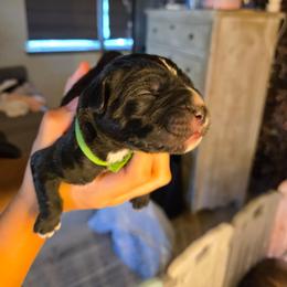Green collar - Black brindle male Cane Corso puppy in St. Augustine, Florida from RG2 Cane Corsos