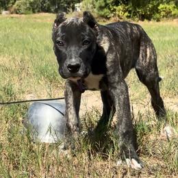 Female 1 - Tiger female Perro de Presa Canario puppy in Houston, Texas from Space City Presas