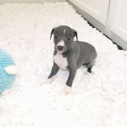 Nate' Male 4 - Blue male Italian Greyhound puppy in Caryville Fl And Sparta Tn, Tennessee from Summerwind Kennel