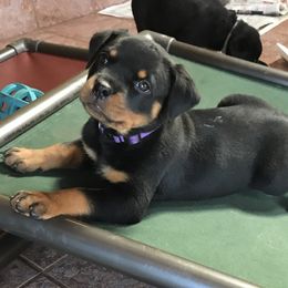 Rottweiler Puppies from Premier Rottweilers