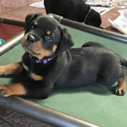 Rottweiler Puppies from Premier Rottweilers
