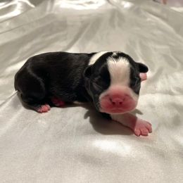 Gage- EUROPEAN - Black and white male Boston Terrier puppy in Purdy, Missouri from Luxe Dynasty