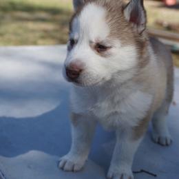 Siberian Husky Puppies from Milly's Showline Pets