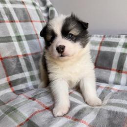 Valor - male Nenets Herding Laika puppy in Rockville, Maryland from Skais the Limit