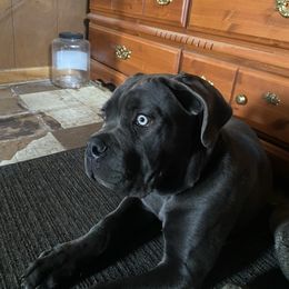 Boy 2 - Gray Cane Corso puppy in Clarksburg, West Virginia from West By God Virginia Cane Corso
