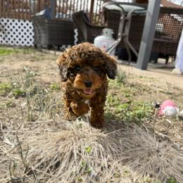 Lungo - Training Started - Merle male Australian Labradoodle puppy in Wamego, Kansas from Doodles of Oz