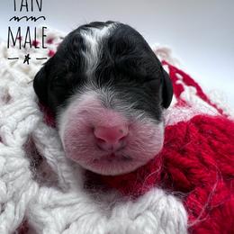 Goldendoodle and Poodle Puppies from Trammell’s Southern Pups